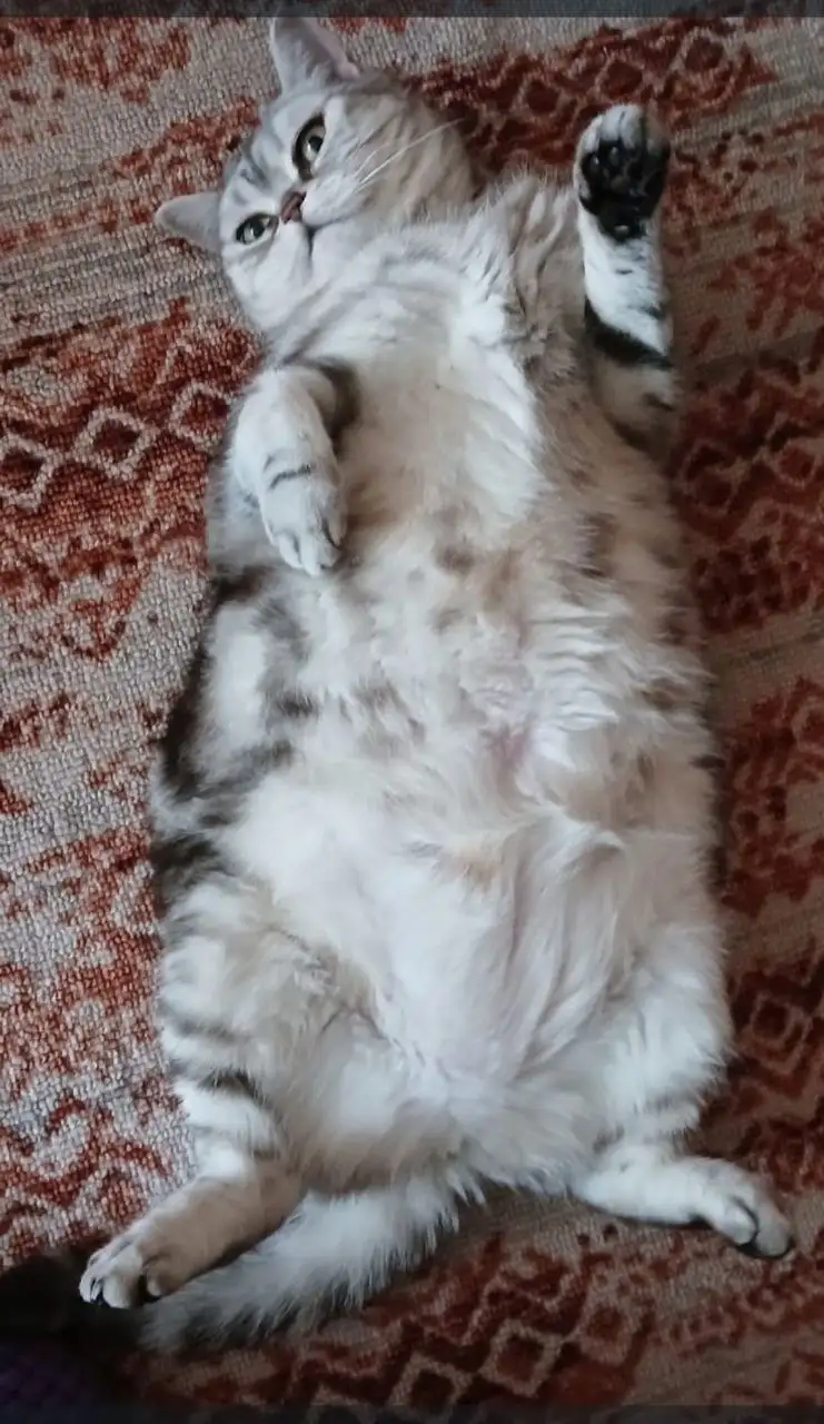 Отдам в добрые руки взрослую британскую кошечку Марго - Кошки (Животные) в Казань