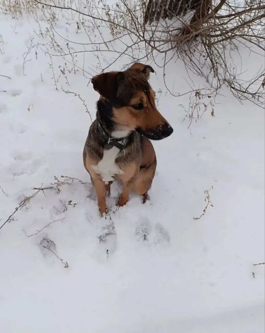 Отдам собаку, отличный компаньон - Собаки (Животные) в Казань