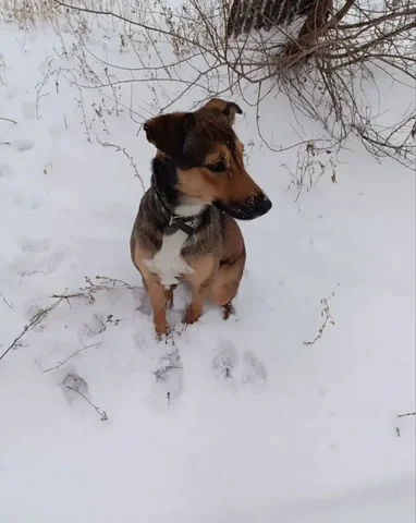 Отдам собаку, отличный компаньон - Аксессуары для животных в Казань