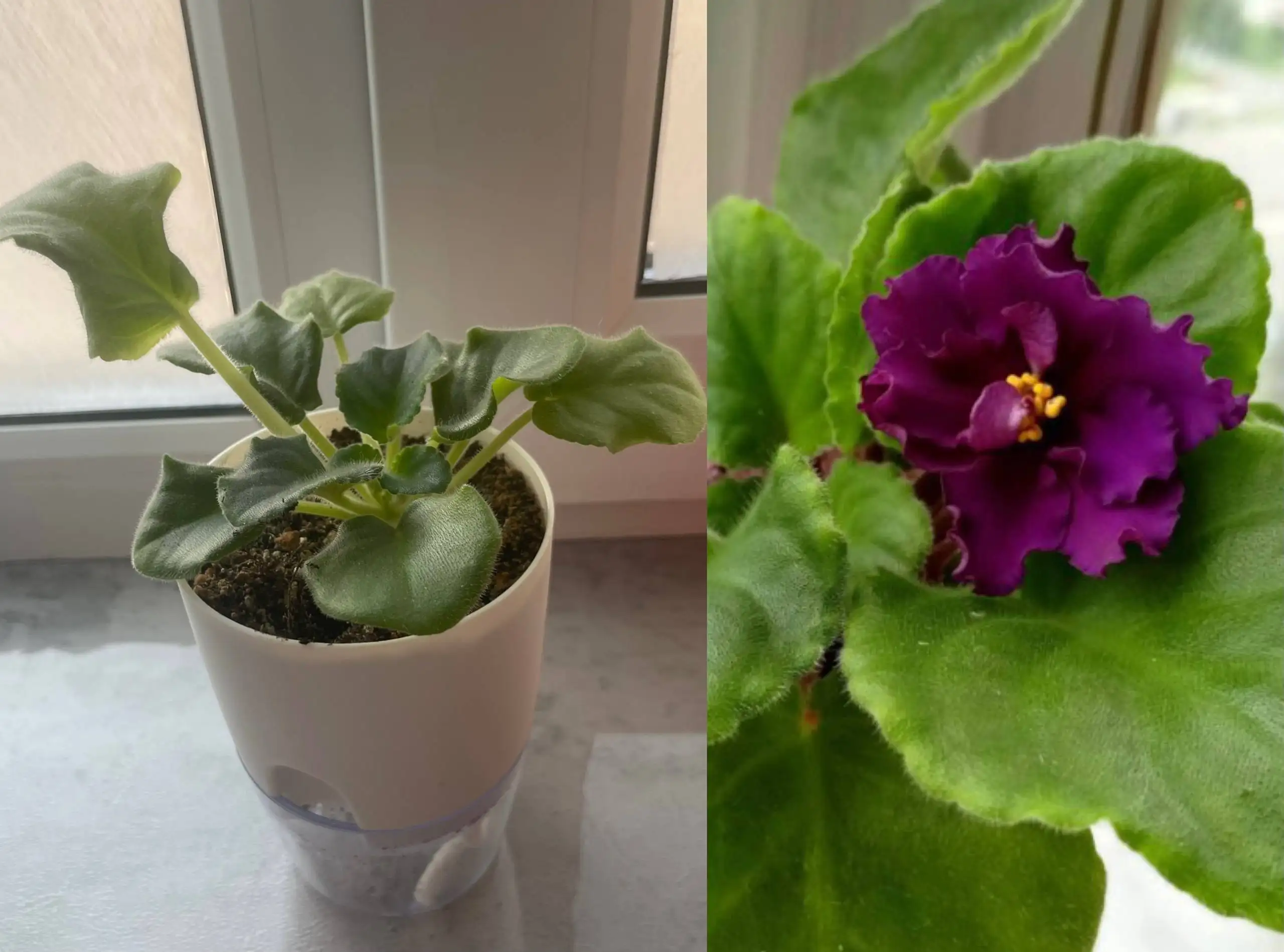 Фиалка - Барахолка в Казань