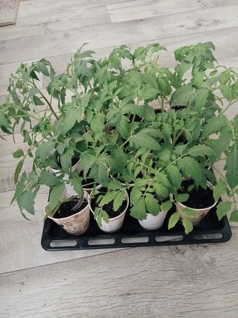 Рассада помидор - Садоводство (Хобби и отдых) в Казань