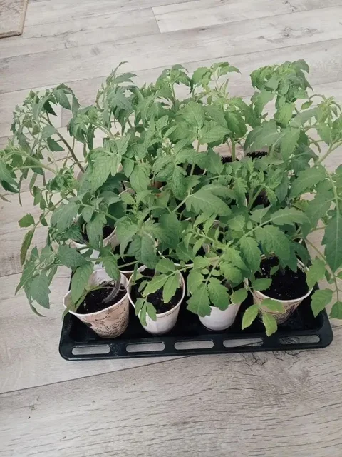 Рассада помидор - Коллекционные фигурки в Казань