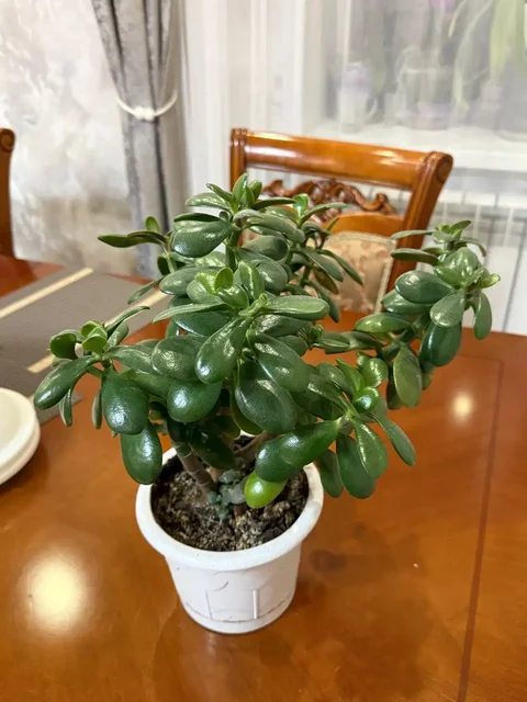 Продажа толстянки - Автомасла в Казань