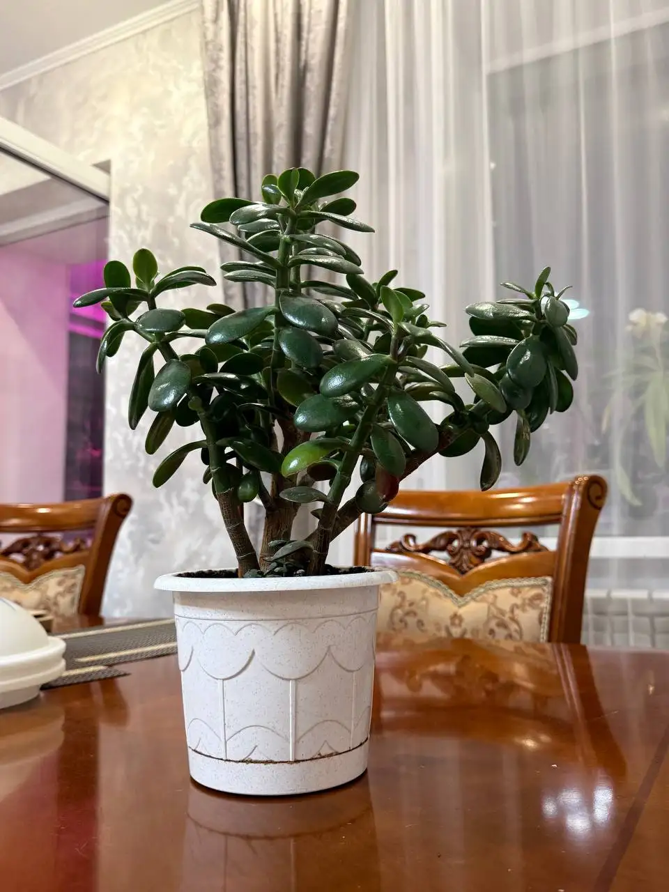 Продажа толстянки - Барахолка в Казань