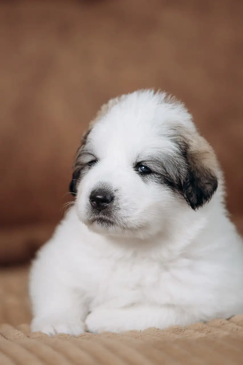 Щенки пиренейской горной собаки от титулованных родителей - Собаки (Животные) в Казань