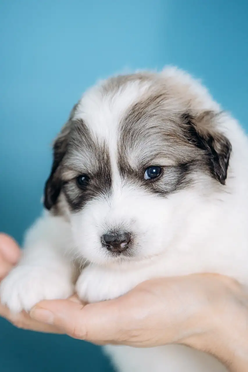 Щенки пиренейской горной собаки от титулованных родителей - Собаки (Животные) в Казань