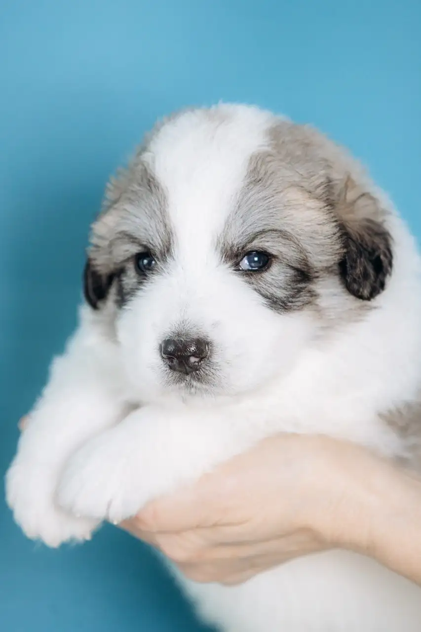 Щенки пиренейской горной собаки от титулованных родителей - Собаки (Животные) в Казань