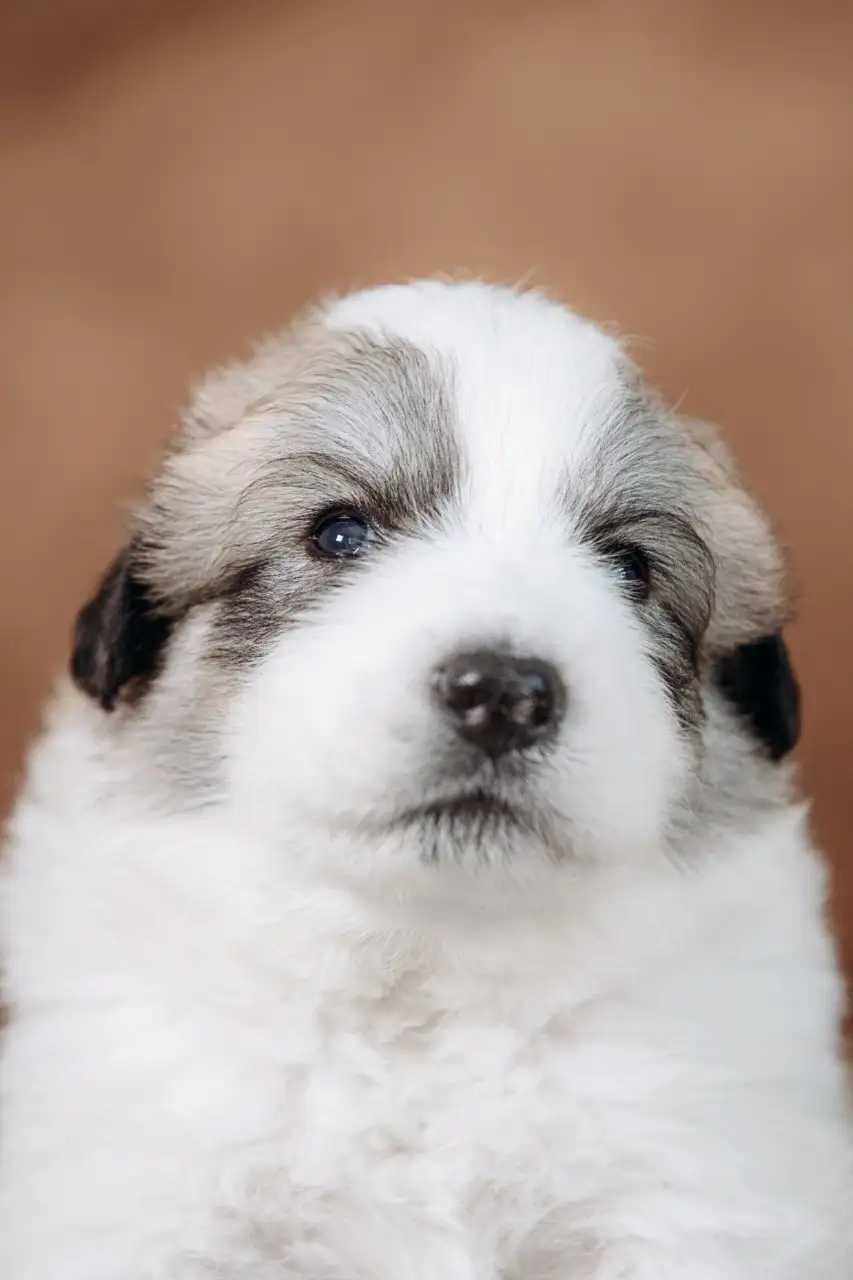 Щенки пиренейской горной собаки от титулованных родителей - Собаки (Животные) в Казань