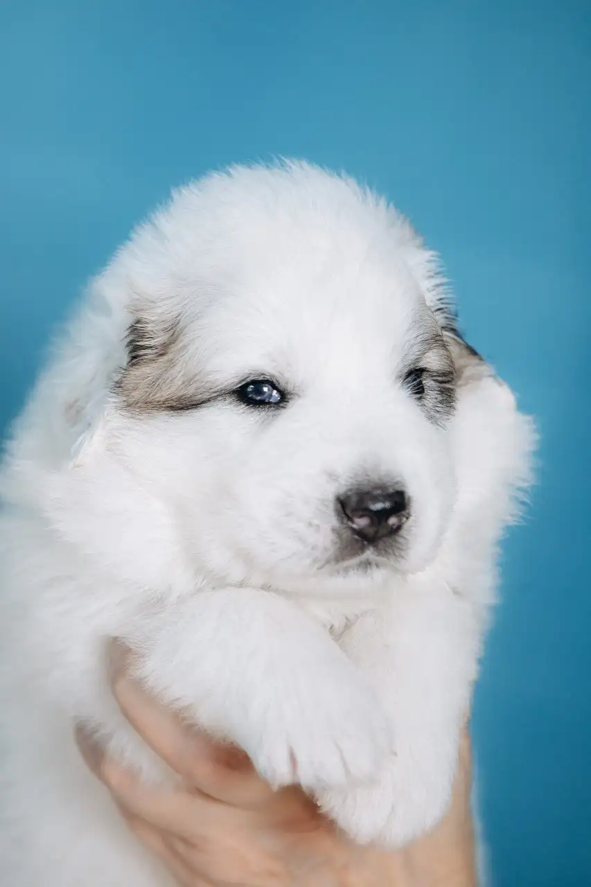 Щенки пиренейской горной собаки от титулованных родителей - Собаки (Животные) в Казань