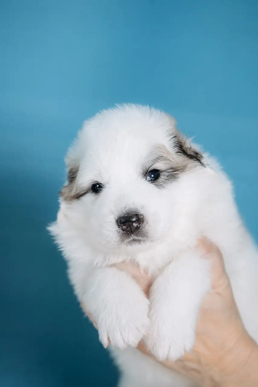 Щенки пиренейской горной собаки от титулованных родителей - Собаки (Животные) в Казань
