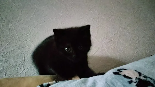 Котенок в добрые руки - Животные в Казань