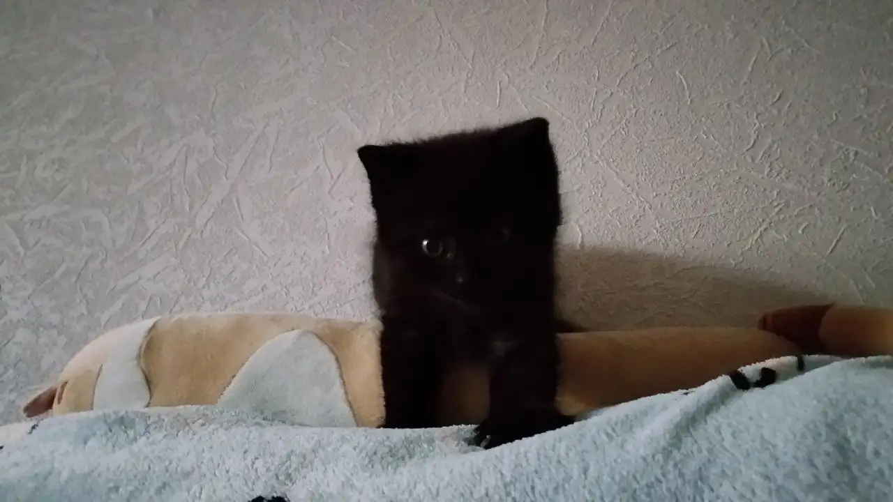 Котенок в добрые руки - Кошки (Животные) в Казань