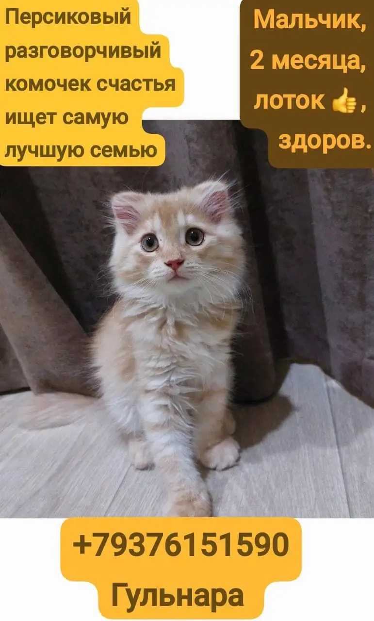 Малыш-мальчик и две девочки ищут дом - Кошки (Животные) в Казань