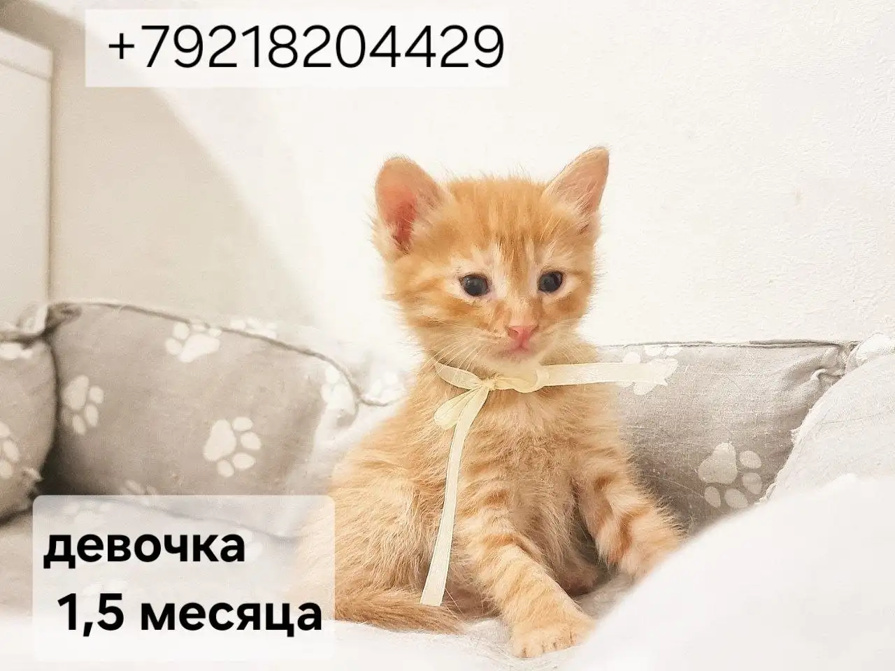 Малыш-мальчик и две девочки ищут дом - Кошки (Животные) в Казань