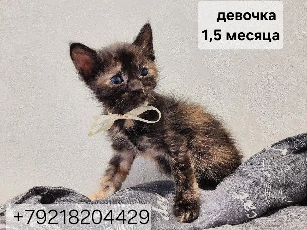 Малыш-мальчик и две девочки ищут дом - Кошки (Животные) в Казань