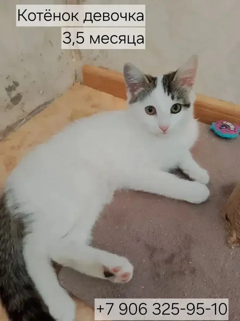 Котята ищут дом - частное объявление в Казань