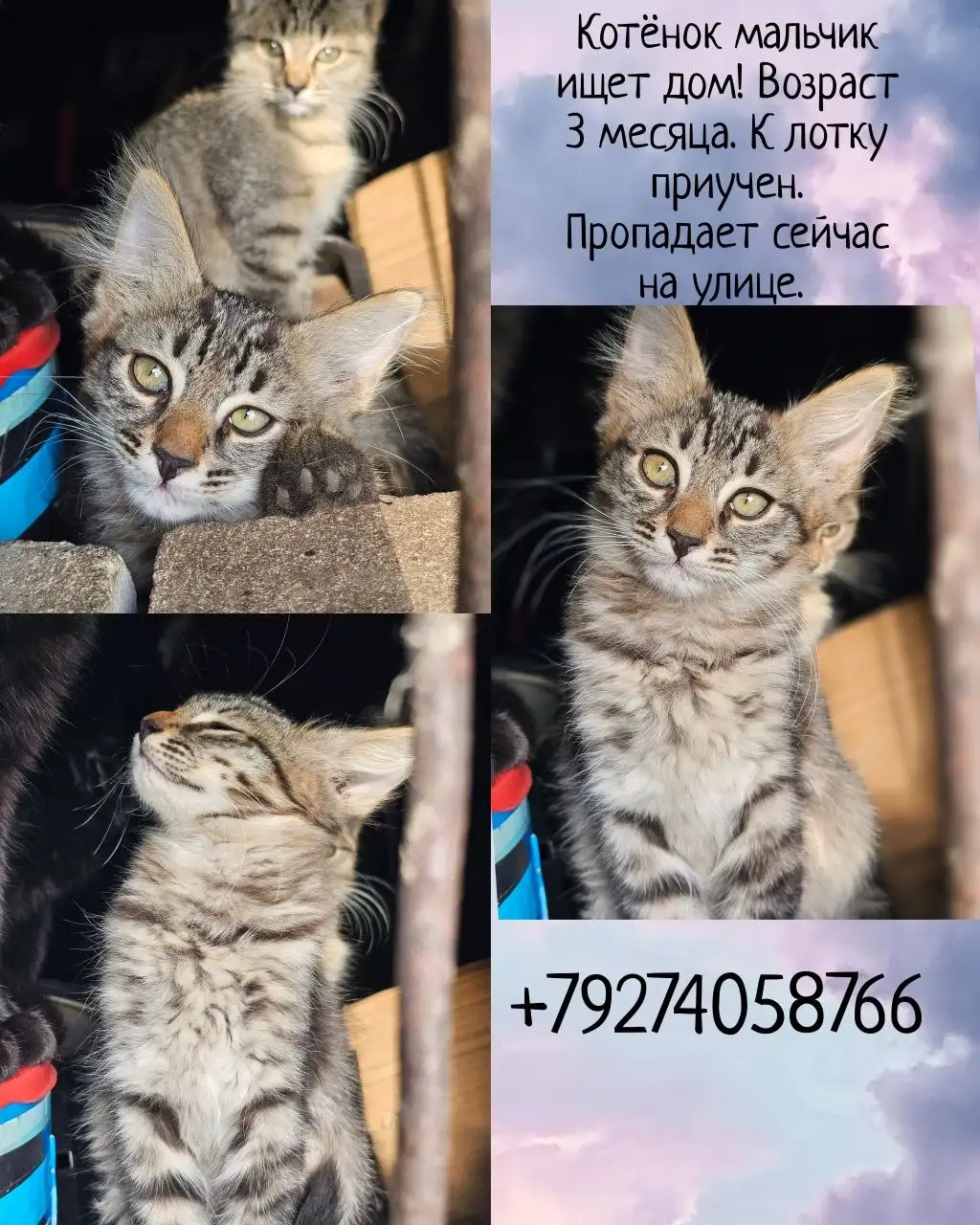 Котята ищут дом - Кошки (Животные) в Казань