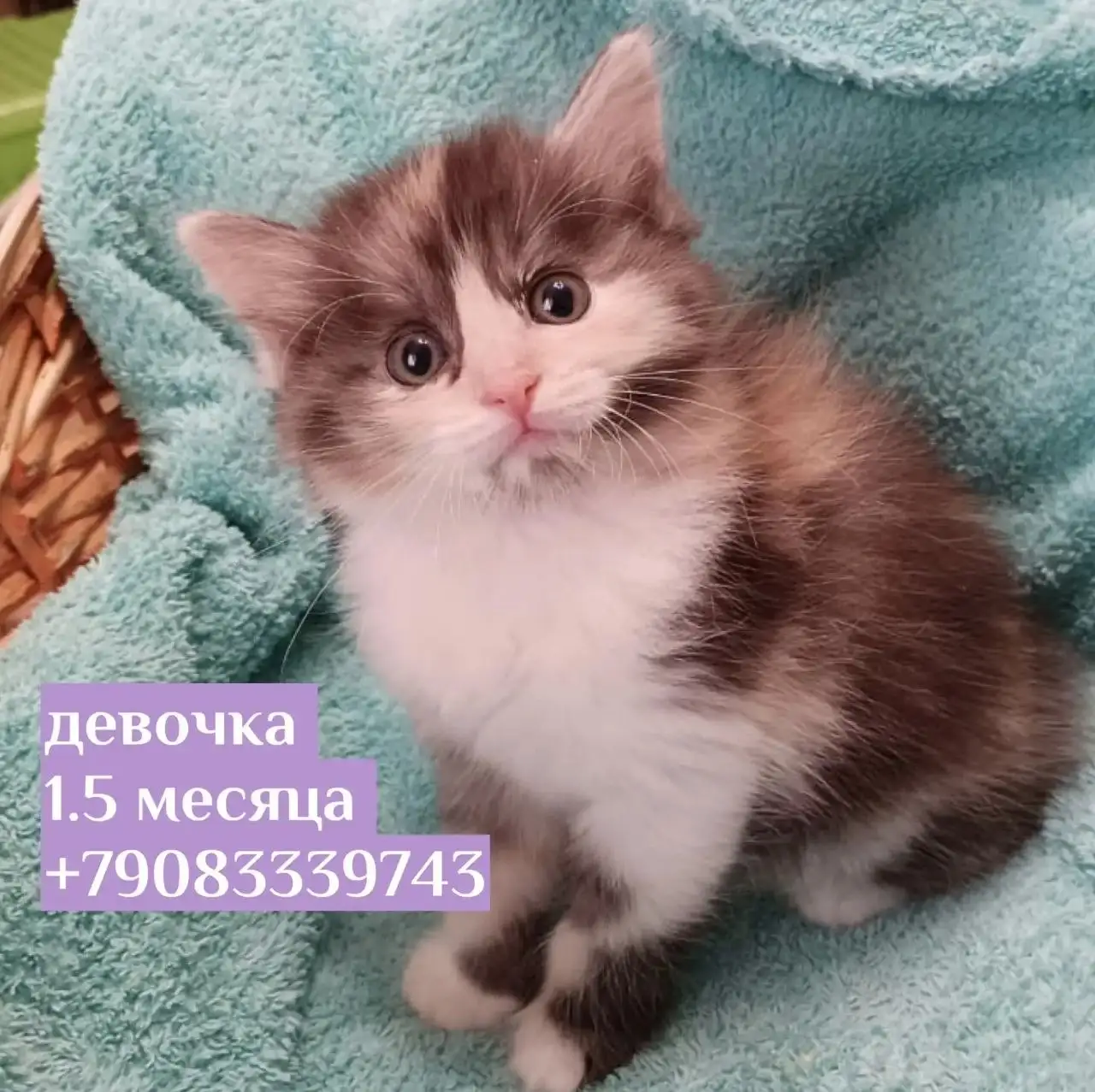 Котята ищут дом - Кошки (Животные) в Казань