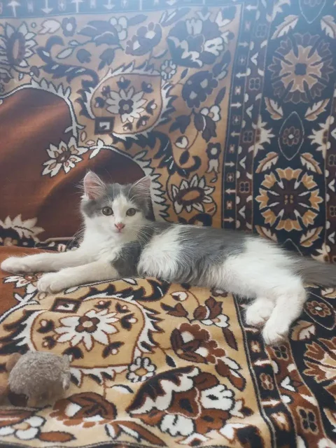 Маленький котенок ищет дом - Животные в Казань