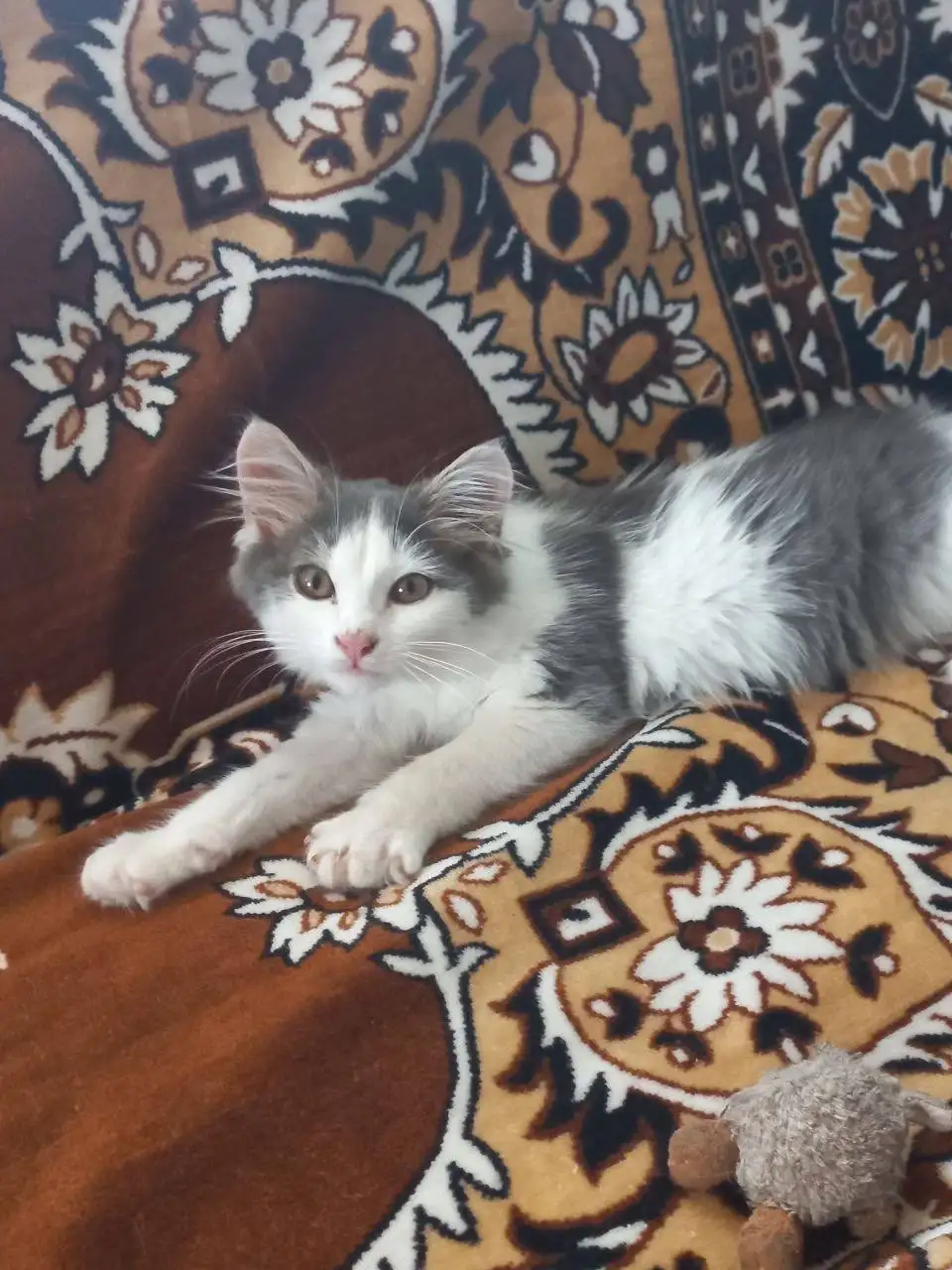 Маленький котенок ищет дом - Кошки (Животные) в Казань