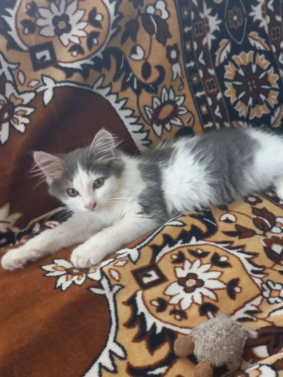 Маленький котенок ищет дом - Кошки (Животные) в Казань