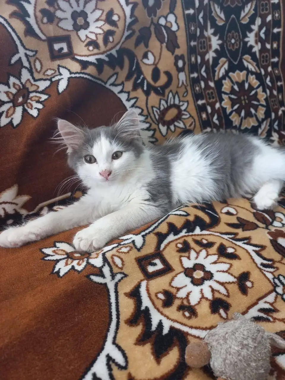 Маленький котенок ищет дом - Кошки (Животные) в Казань