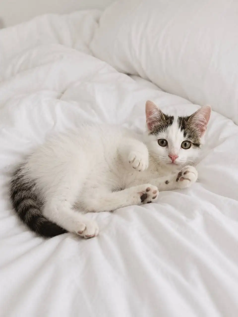 Котята ищут дом - Кошки (Животные) в Казань