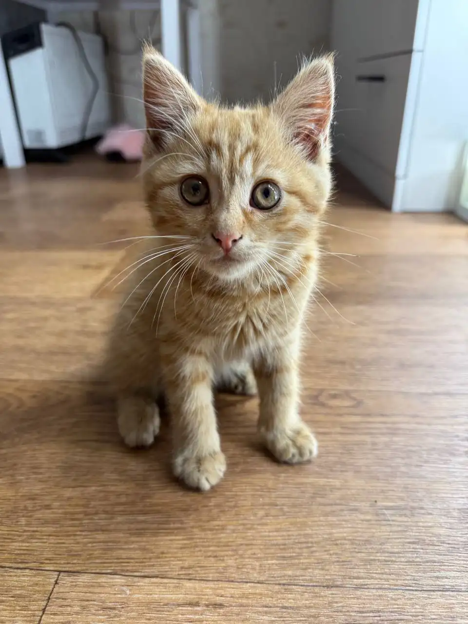Отдам котенка в добрые руки - Кошки (Животные) в Казань