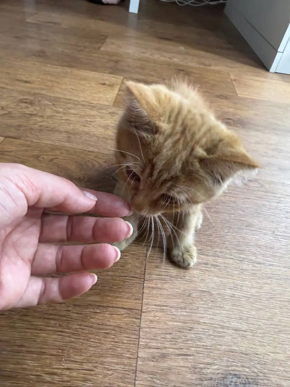Отдам котенка в добрые руки - Кошки (Животные) в Казань