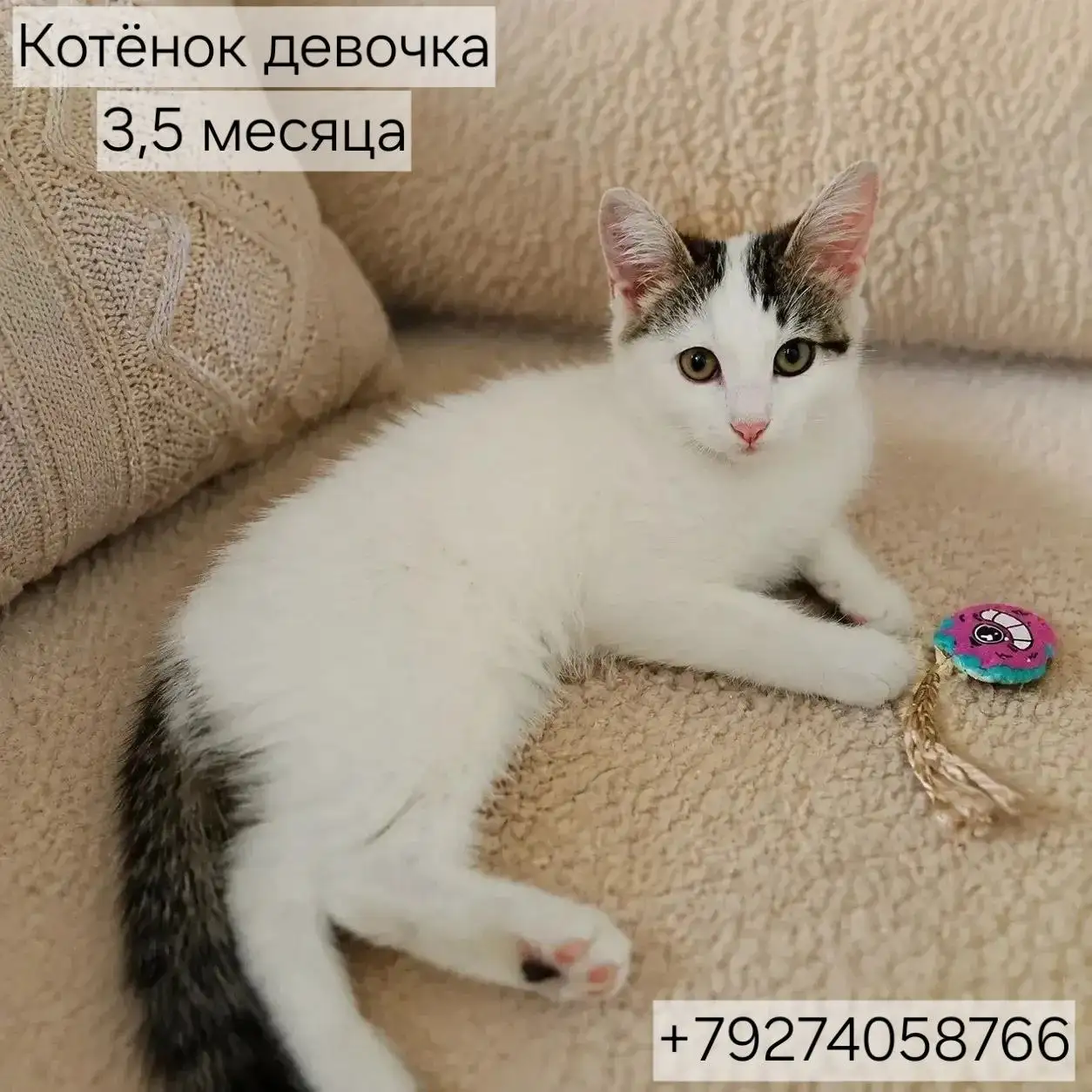Продаются котята-девочки, пушистые - Животные в Казань