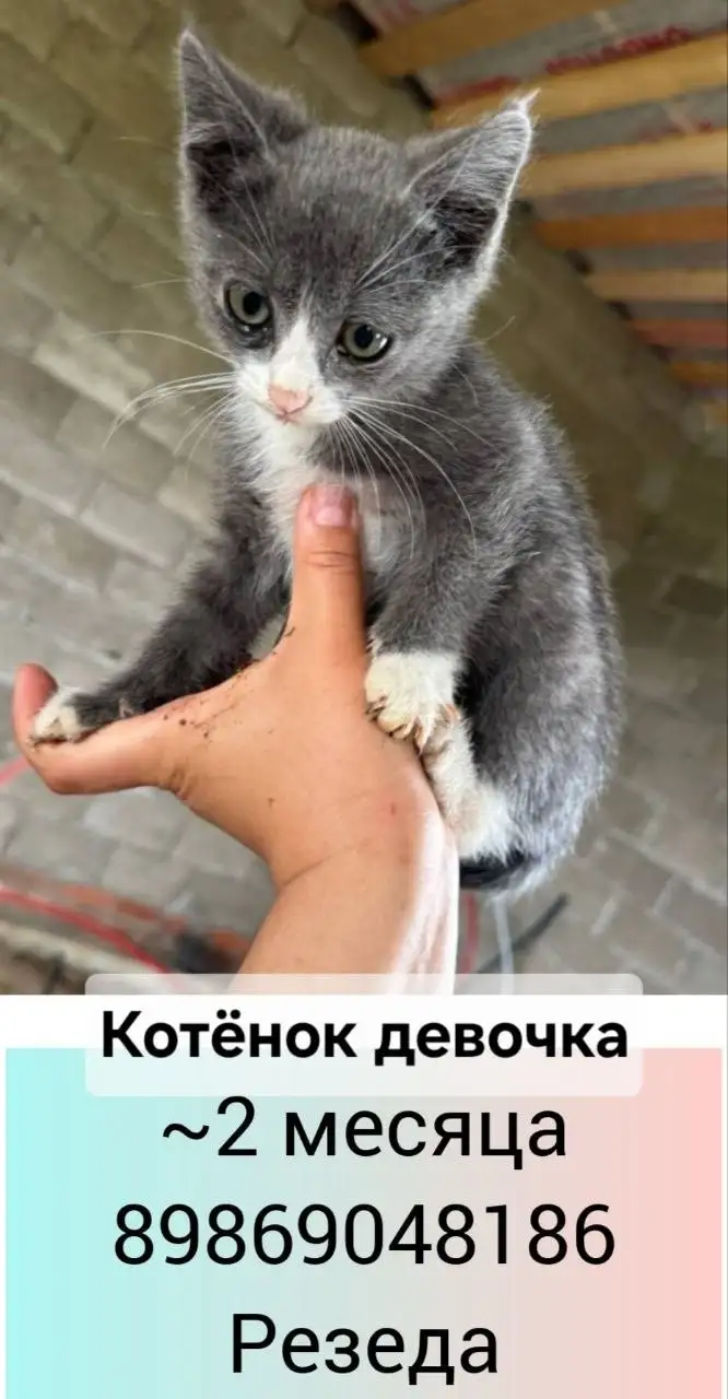 Продаются котята-девочки, пушистые - Животные в Казань