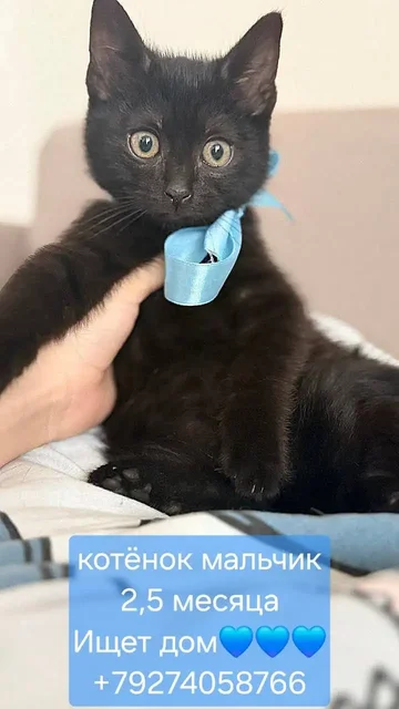 Котята ищут дом - частное объявление в Казань