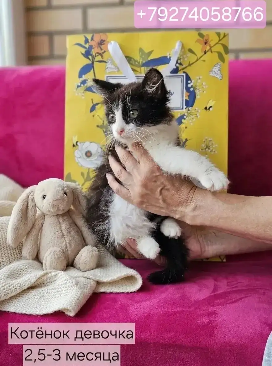 Котята ищут дом - Кошки (Животные) в Казань
