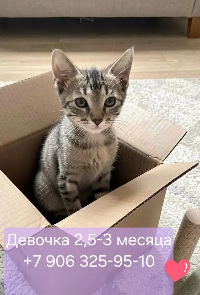 Котята ищут дом - Кошки (Животные) в Казань