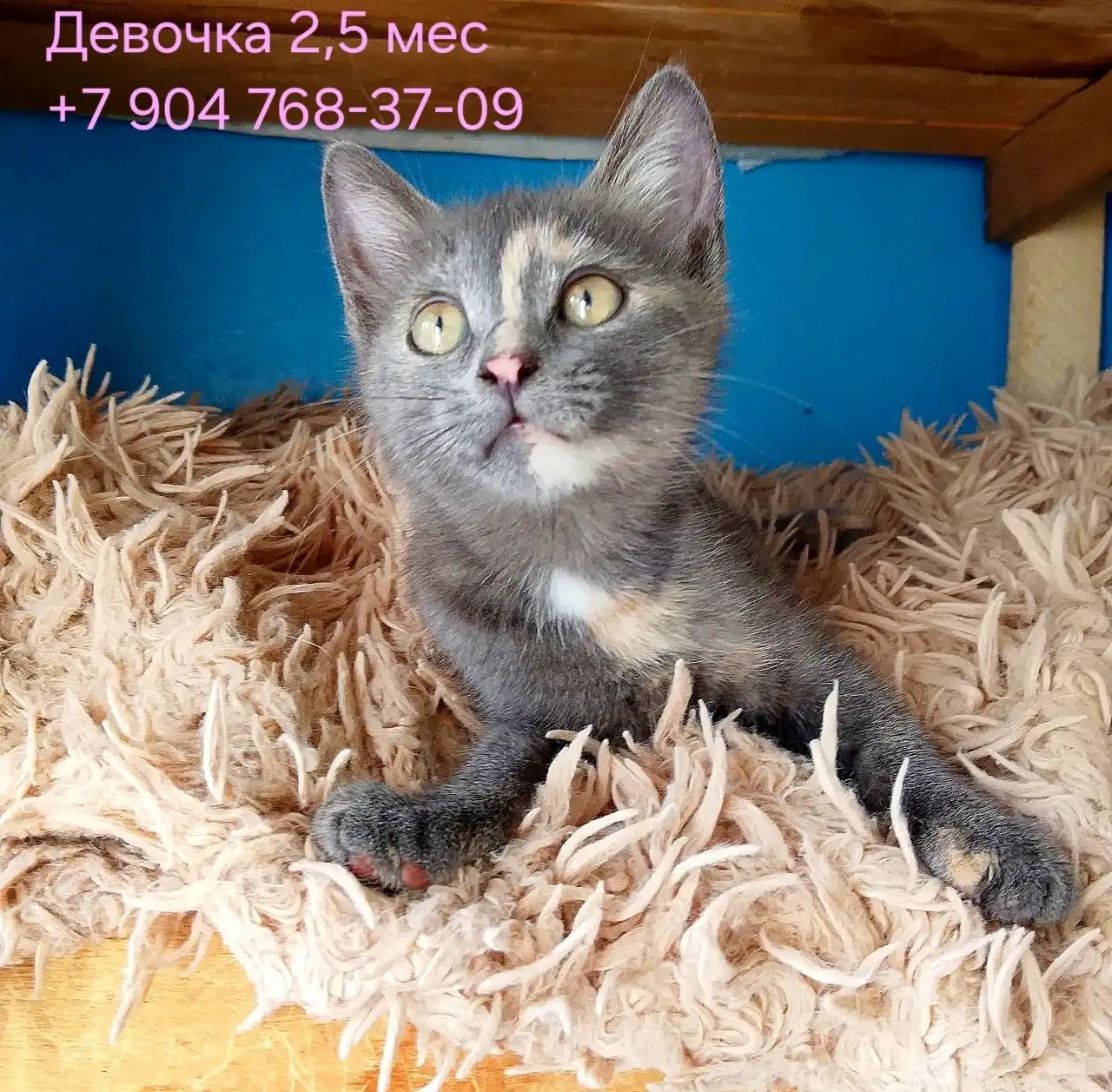 Котята ищут дом - Кошки (Животные) в Казань