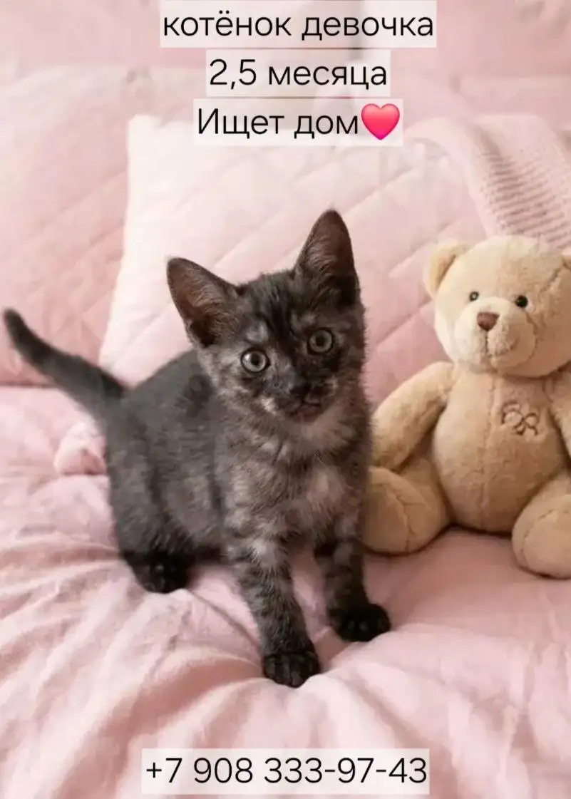 Котята ищут дом - Кошки (Животные) в Казань