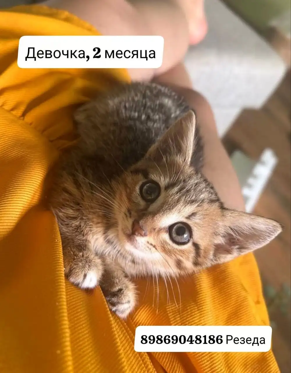 Котята ищут дом - Кошки (Животные) в Казань