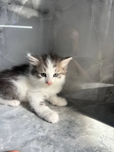 Котенок в добрые руки - частное объявление в Казань