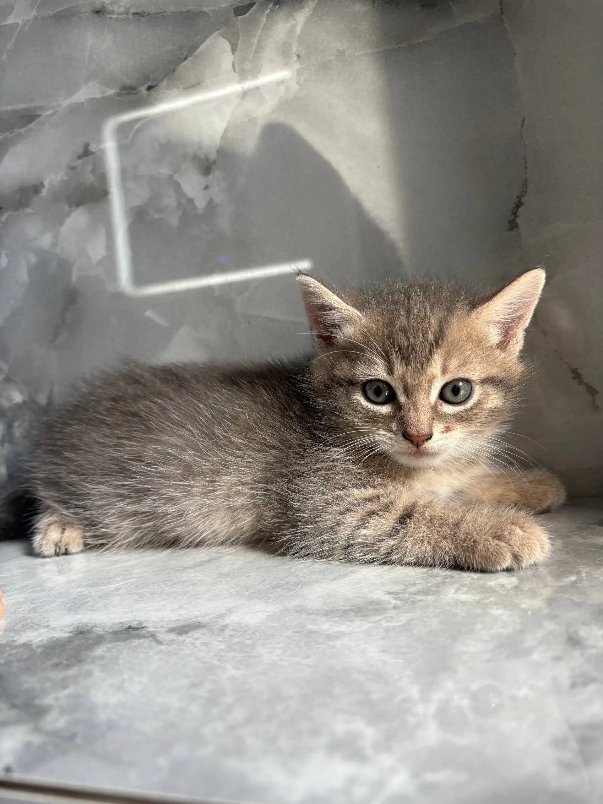 Котенок в добрые руки - Кошки (Животные) в Казань