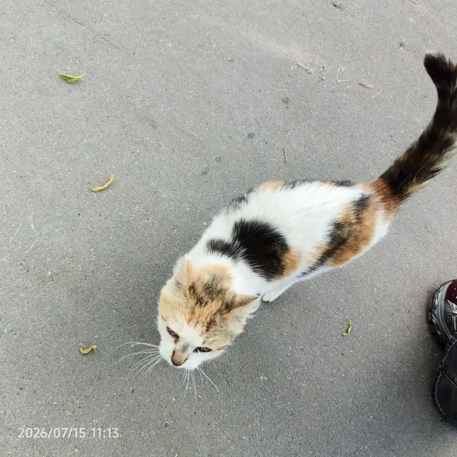 Кошечка в беде, ищет дом или передержку - частное объявление в Казань