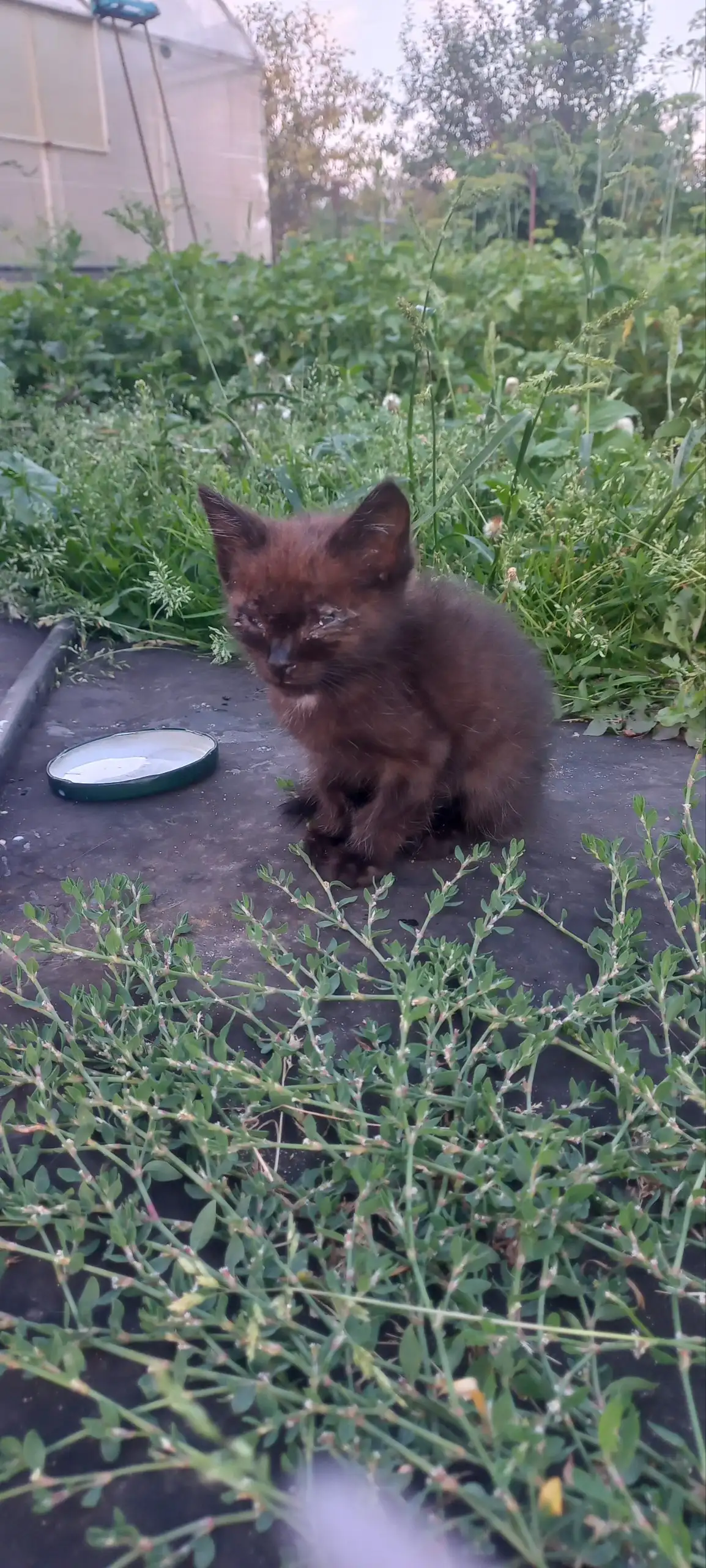 Отдаем котенка-мальчика в добрые руки - Кошки (Животные) в Казань