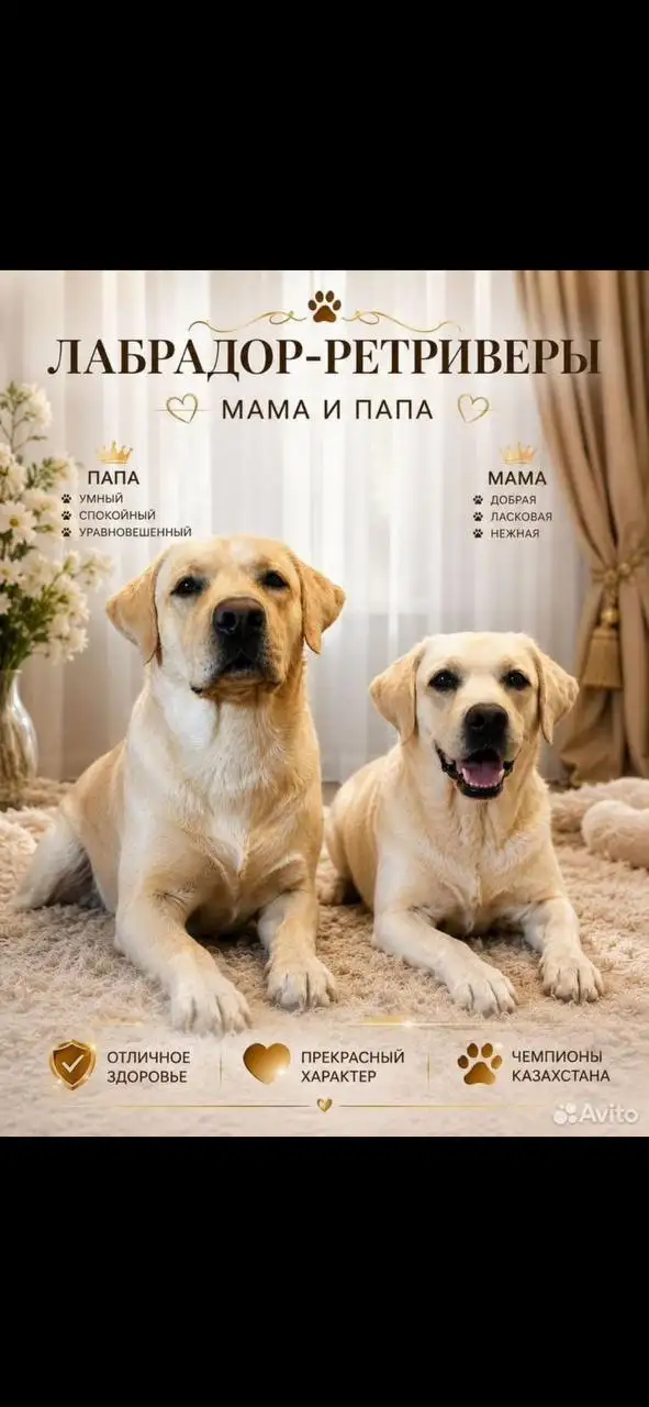 Продажа щенков лабрадора-ретривера от чемпионов - Щенки (Животные) в Казань