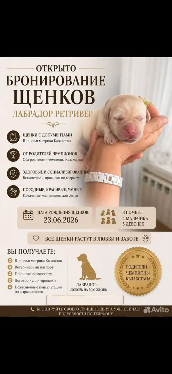 Продажа щенков лабрадора-ретривера от чемпионов - Щенки (Животные) в Казань