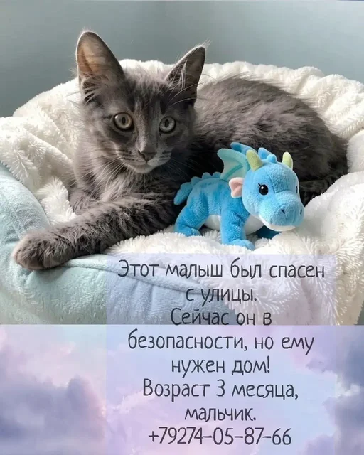 Пристраиваются котята - Кролики в Казань
