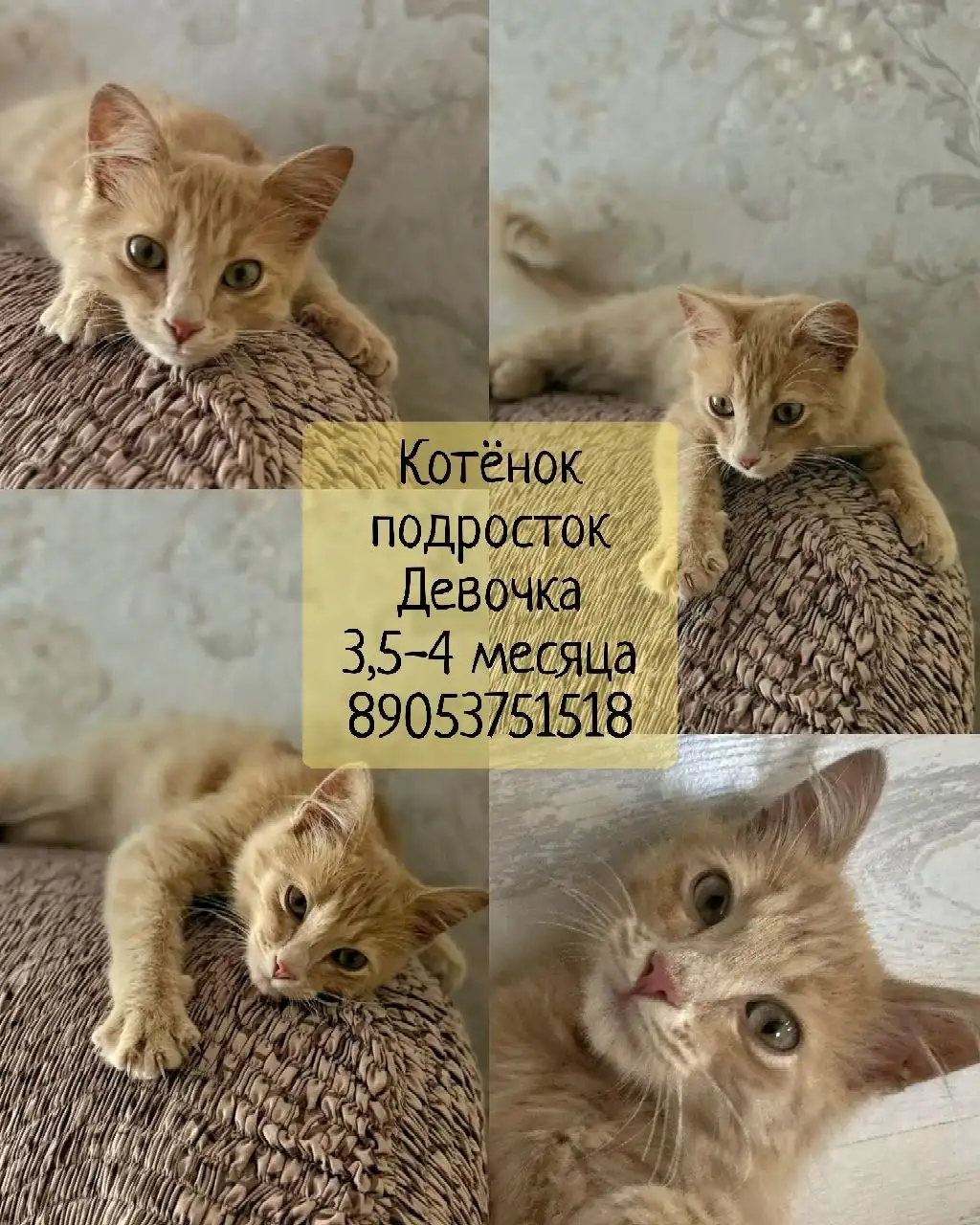 Пристраиваются котята - Кошки (Животные) в Казань