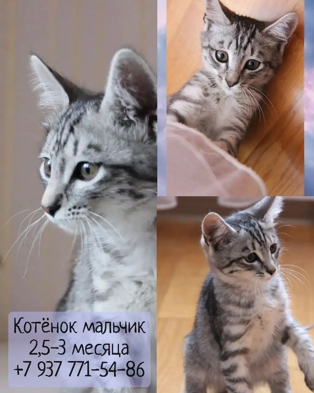 Пристраиваются котята - Кошки (Животные) в Казань