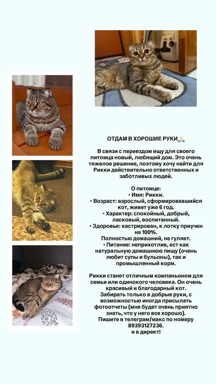 Отдам бесплатно кота в добрые руки в Казани - Кошки (Животные) в Казань