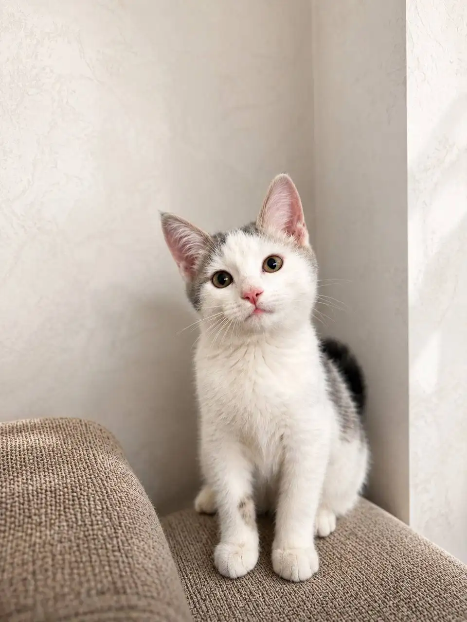 Котик ищет дом - Животные в Казань