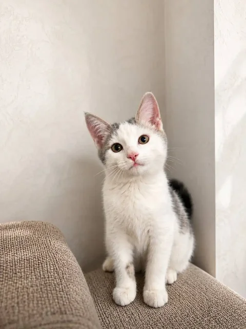 Котик ищет дом - частное объявление в Казань