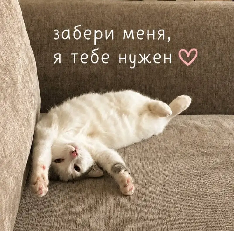 Котик ищет дом - Животные в Казань